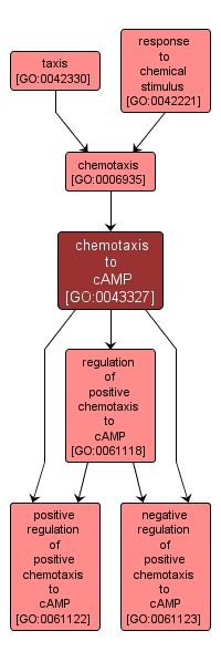 GO:0043327 - chemotaxis to cAMP (interactive image map)