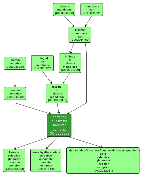 GO:0008328 - ionotropic glutamate receptor complex (interactive image map)