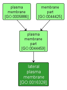 GO:0016328 - lateral plasma membrane (interactive image map)