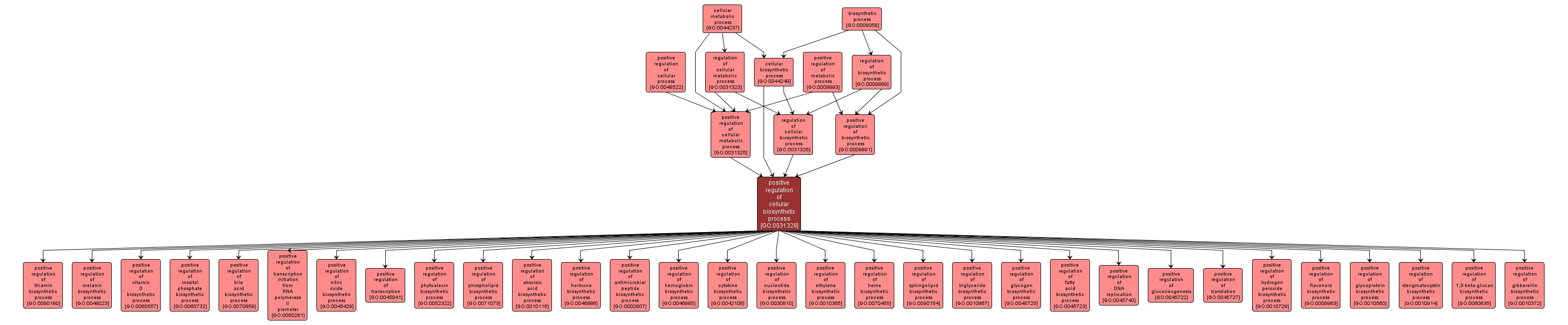 GO:0031328 - positive regulation of cellular biosynthetic process (interactive image map)