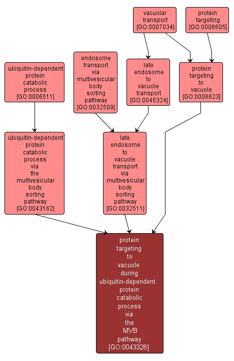 GO:0043328 - protein targeting to vacuole during ubiquitin-dependent protein catabolic process via the MVB pathway (interactive image map)