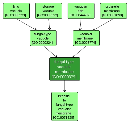 GO:0000329 - fungal-type vacuole membrane (interactive image map)