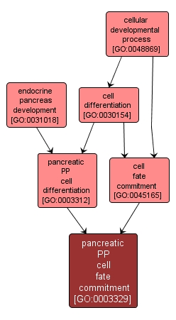 GO:0003329 - pancreatic PP cell fate commitment (interactive image map)