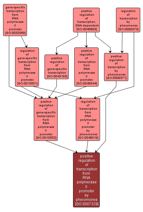 GO:0007329 - positive regulation of transcription from RNA polymerase II promoter by pheromones (interactive image map)