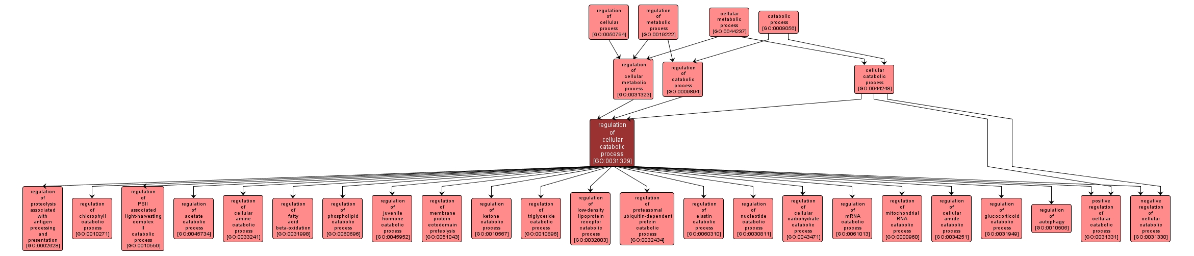 GO:0031329 - regulation of cellular catabolic process (interactive image map)