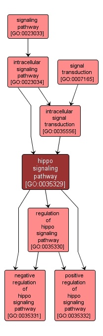 GO:0035329 - hippo signaling pathway (interactive image map)