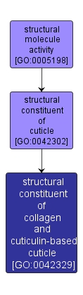GO:0042329 - structural constituent of collagen and cuticulin-based cuticle (interactive image map)