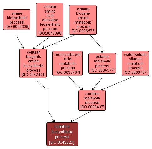 GO:0045329 - carnitine biosynthetic process (interactive image map)