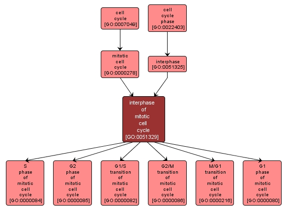 GO:0051329 - interphase of mitotic cell cycle (interactive image map)