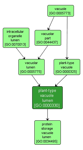 GO:0000330 - plant-type vacuole lumen (interactive image map)