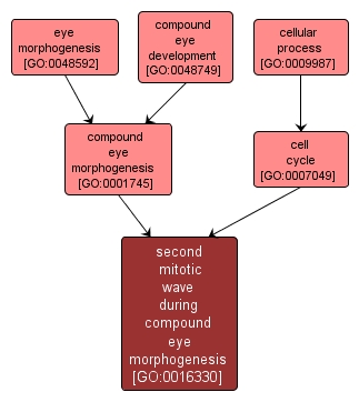 GO:0016330 - second mitotic wave during compound eye morphogenesis (interactive image map)