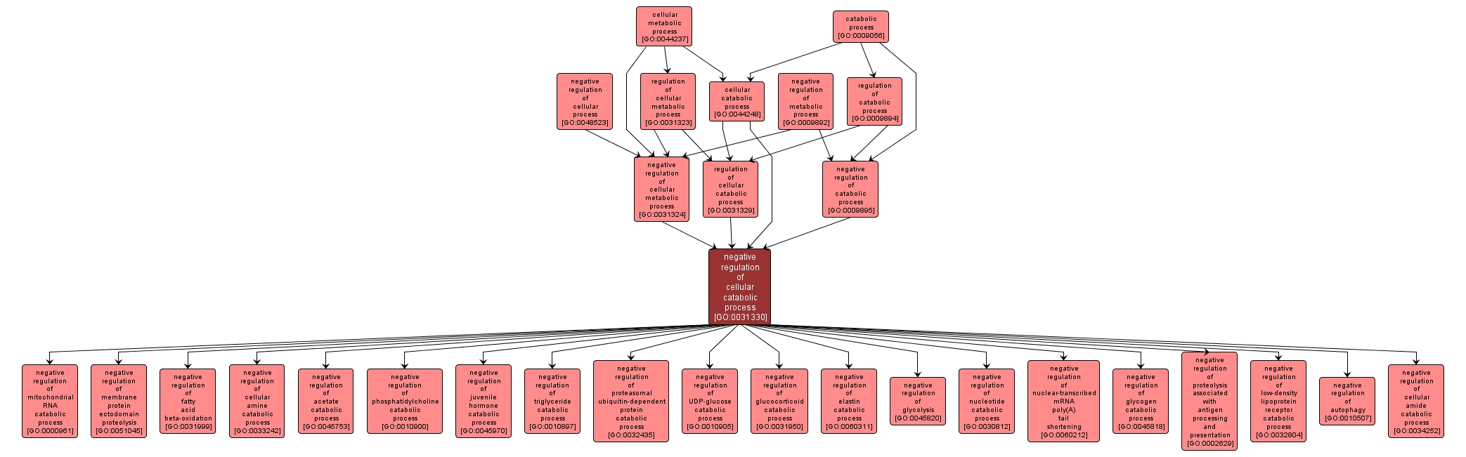 GO:0031330 - negative regulation of cellular catabolic process (interactive image map)