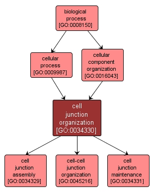 GO:0034330 - cell junction organization (interactive image map)