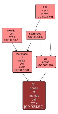 GO:0051330 - G1 phase of meiotic cell cycle (interactive image map)