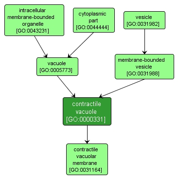 GO:0000331 - contractile vacuole (interactive image map)