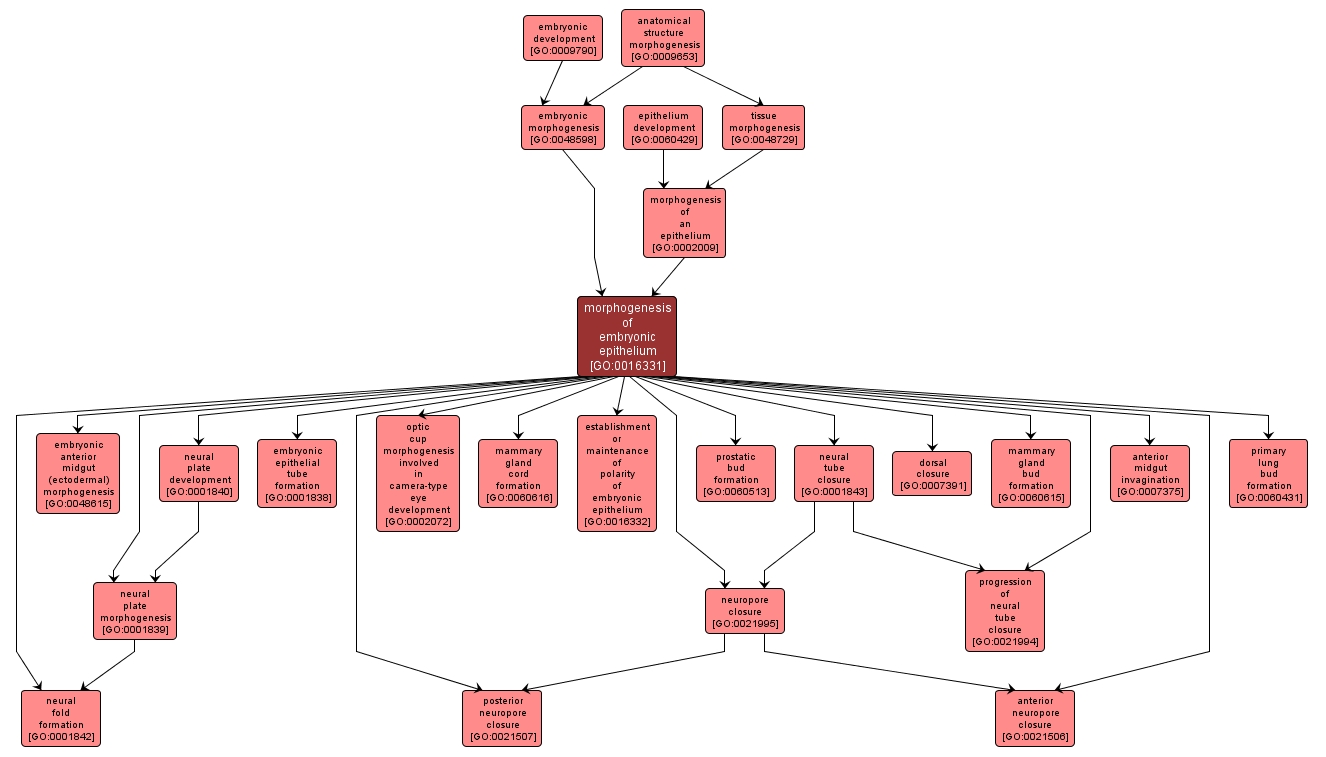 GO:0016331 - morphogenesis of embryonic epithelium (interactive image map)