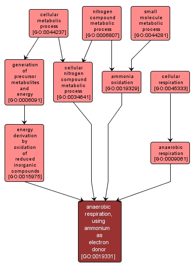 GO:0019331 - anaerobic respiration, using ammonium as electron donor (interactive image map)