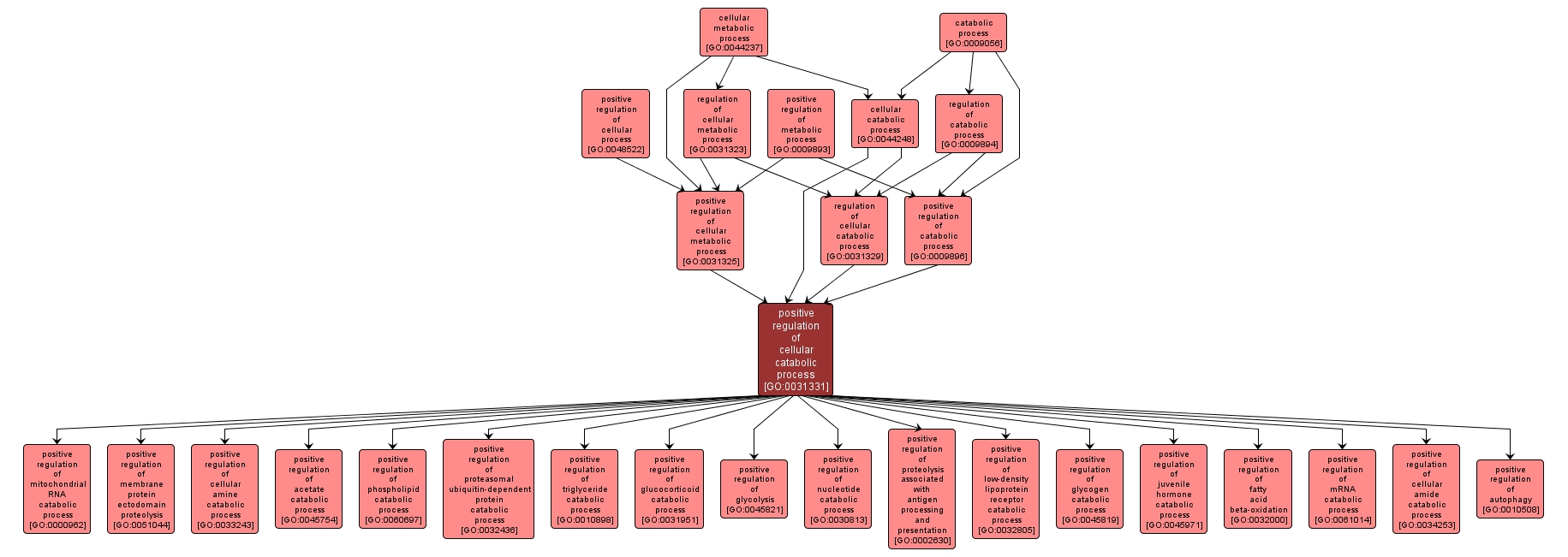 GO:0031331 - positive regulation of cellular catabolic process (interactive image map)