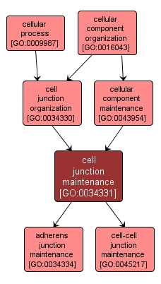 GO:0034331 - cell junction maintenance (interactive image map)