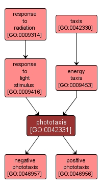 GO:0042331 - phototaxis (interactive image map)