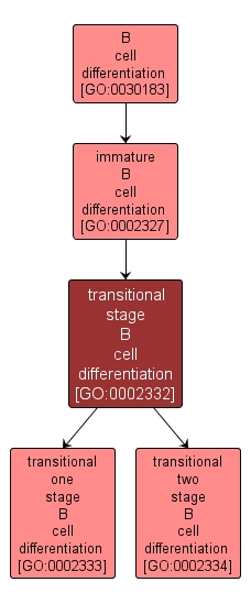 GO:0002332 - transitional stage B cell differentiation (interactive image map)