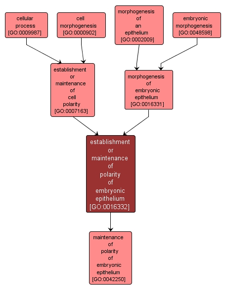 GO:0016332 - establishment or maintenance of polarity of embryonic epithelium (interactive image map)