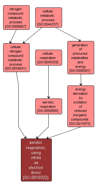 GO:0019332 - aerobic respiration, using nitrite as electron donor (interactive image map)