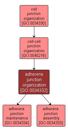 GO:0034332 - adherens junction organization (interactive image map)