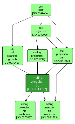 GO:0043332 - mating projection tip (interactive image map)