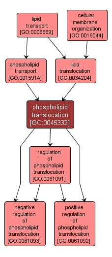 GO:0045332 - phospholipid translocation (interactive image map)