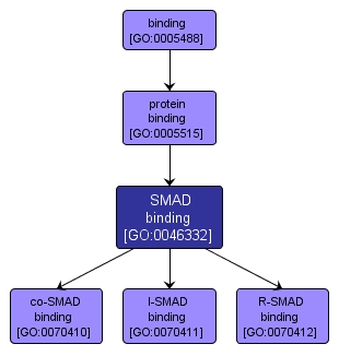 GO:0046332 - SMAD binding (interactive image map)