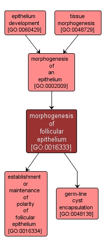 GO:0016333 - morphogenesis of follicular epithelium (interactive image map)