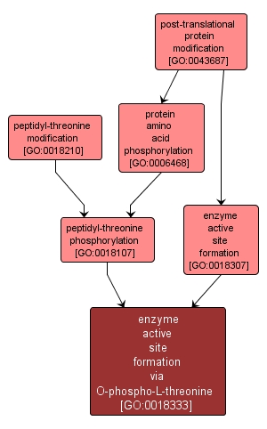 GO:0018333 - enzyme active site formation via O-phospho-L-threonine (interactive image map)