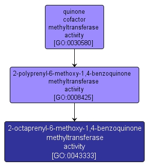 GO:0043333 - 2-octaprenyl-6-methoxy-1,4-benzoquinone methyltransferase activity (interactive image map)