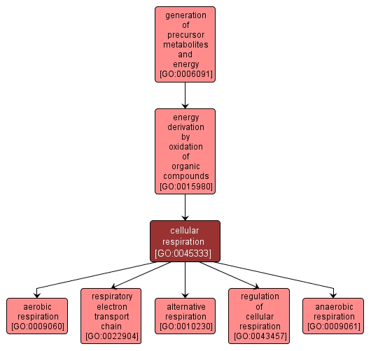 GO:0045333 - cellular respiration (interactive image map)