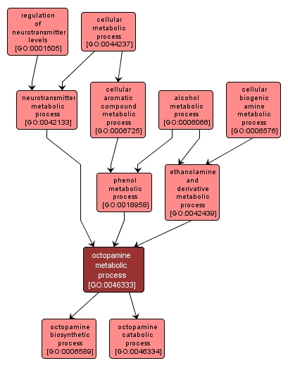 GO:0046333 - octopamine metabolic process (interactive image map)