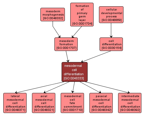 GO:0048333 - mesodermal cell differentiation (interactive image map)