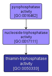 GO:0050333 - thiamin-triphosphatase activity (interactive image map)