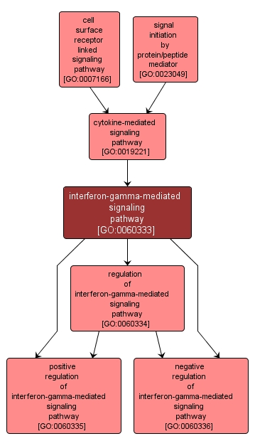 GO:0060333 - interferon-gamma-mediated signaling pathway (interactive image map)