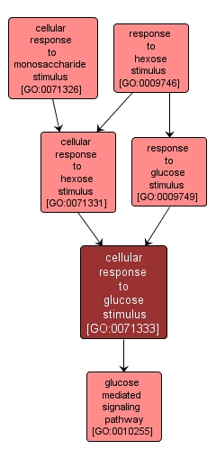 GO:0071333 - cellular response to glucose stimulus (interactive image map)