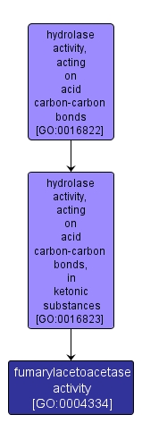 GO:0004334 - fumarylacetoacetase activity (interactive image map)