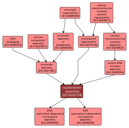 GO:0006334 - nucleosome assembly (interactive image map)