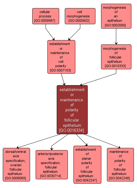 GO:0016334 - establishment or maintenance of polarity of follicular epithelium (interactive image map)