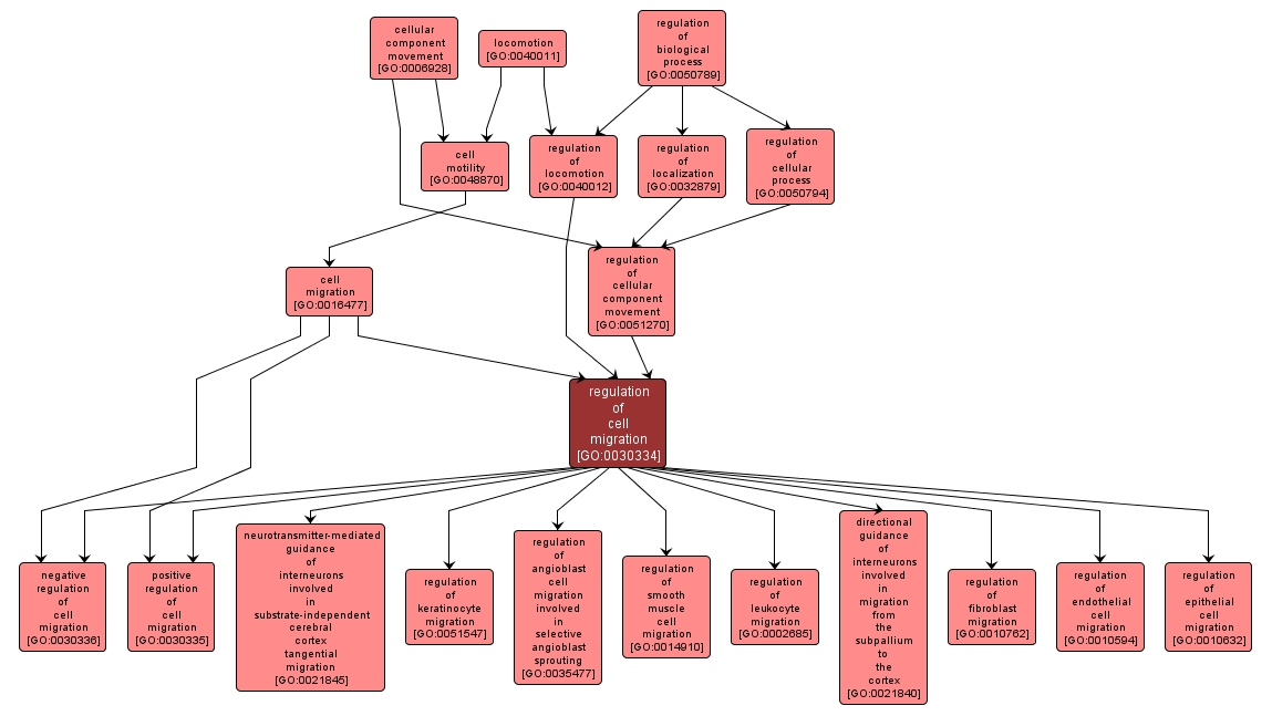 GO:0030334 - regulation of cell migration (interactive image map)