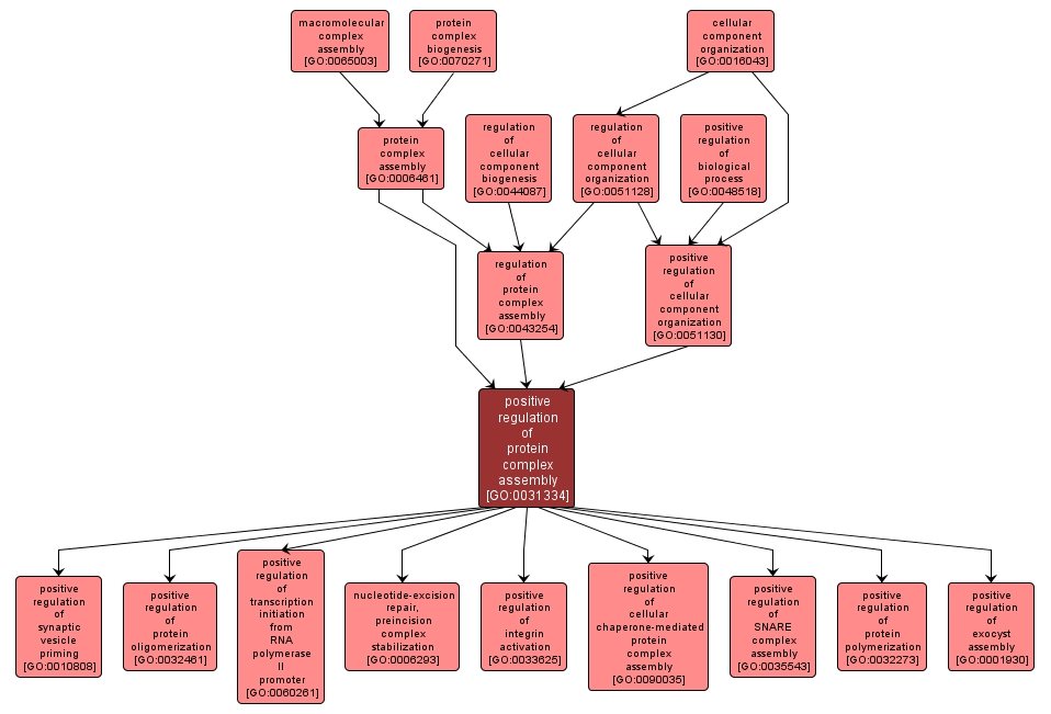 GO:0031334 - positive regulation of protein complex assembly (interactive image map)
