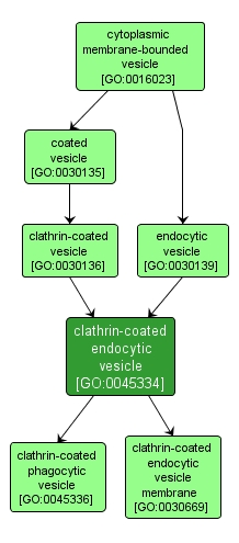 GO:0045334 - clathrin-coated endocytic vesicle (interactive image map)
