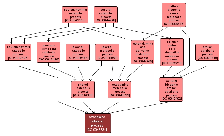 GO:0046334 - octopamine catabolic process (interactive image map)