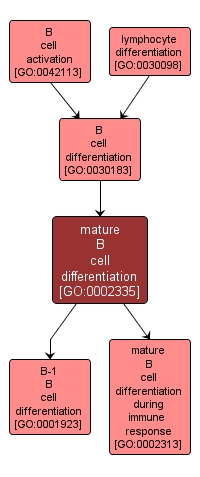 GO:0002335 - mature B cell differentiation (interactive image map)