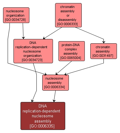 GO:0006335 - DNA replication-dependent nucleosome assembly (interactive image map)