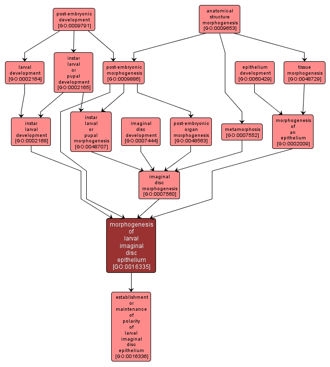GO:0016335 - morphogenesis of larval imaginal disc epithelium (interactive image map)